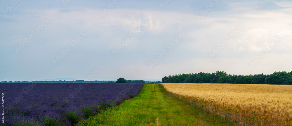 Lavender and wheat fields summer landscape. Majestic colorful fields near Valensole touristic village, Provence region, France, Europe. Tourism or vacation travel concept. Flower background.