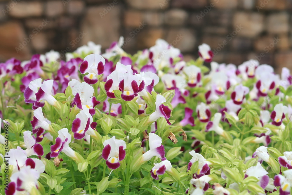 Beautiful magenta flower group of Torenia fournieri plants with blurred brick of wall background in the garden. Beautiful magenta flower group of Torenia fournieri plants with blurred brick of wall background in the garden.