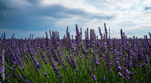 Provence, lavender field at sunset, Valensole Plateau.