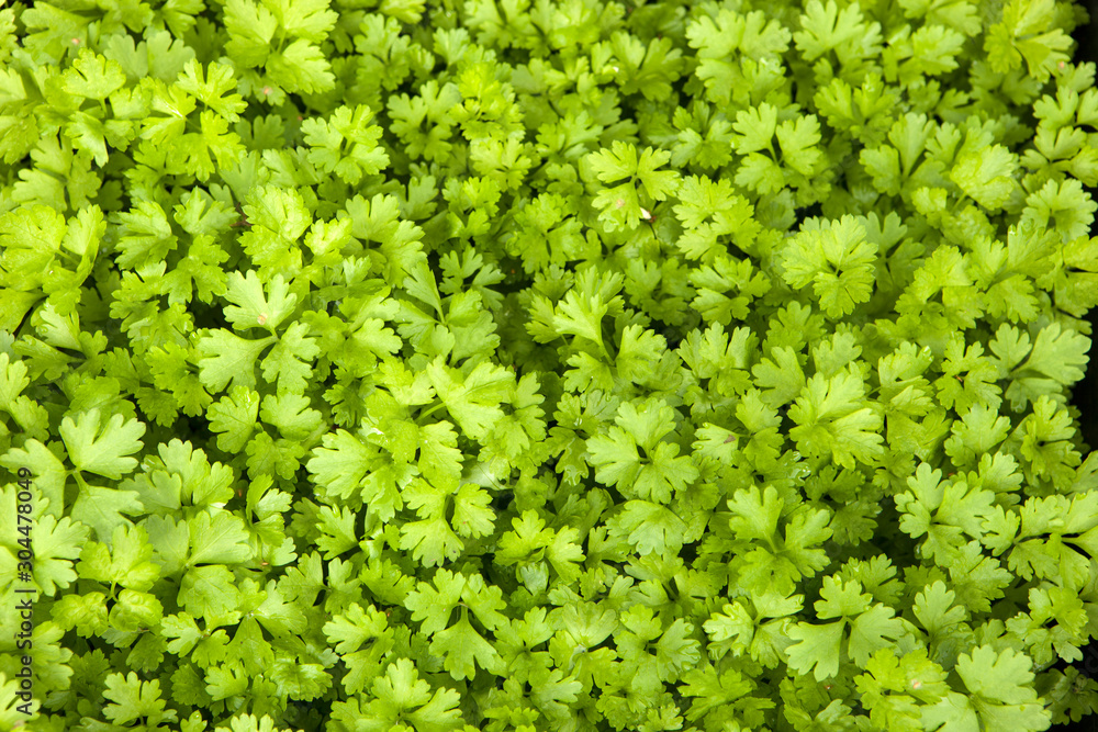 Background not forced green lettuce leaves Background not forced green lettuce leaves
