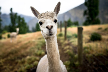 Sierkussen Lama Geschoren alpaca met grappige blik  © Chopard Photography