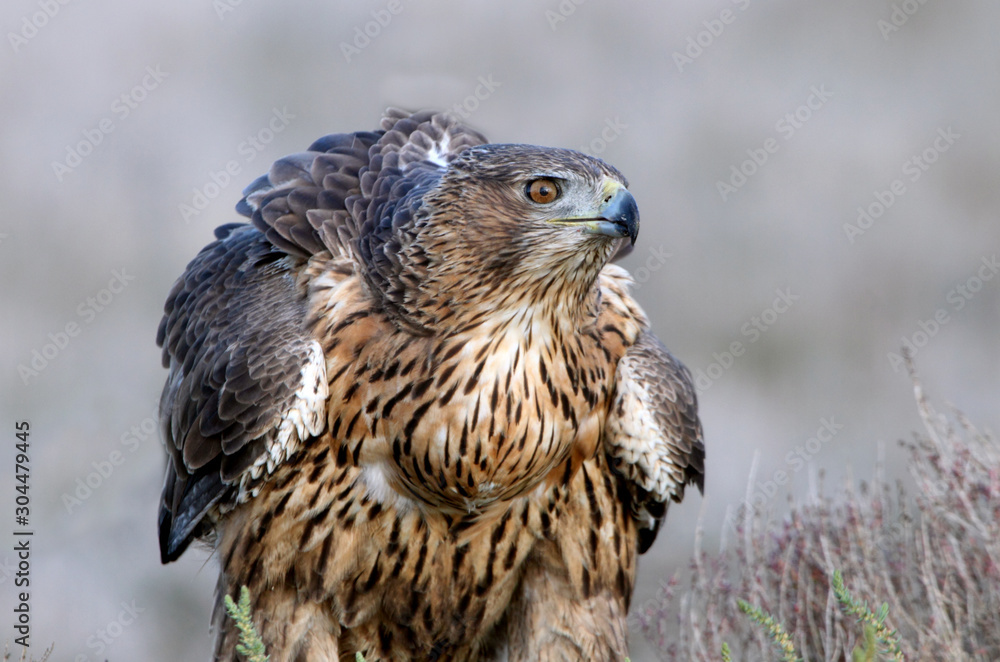 Two years old female of onelli´s Eagle, Aquila fasciata Two years old female of onelli´s Eagle, Aquila fasciata