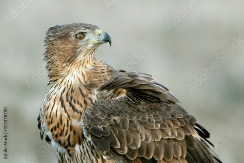 Two years old female of Bonelli´s Eagle with the first lights of the day, birds, raptors, eagles