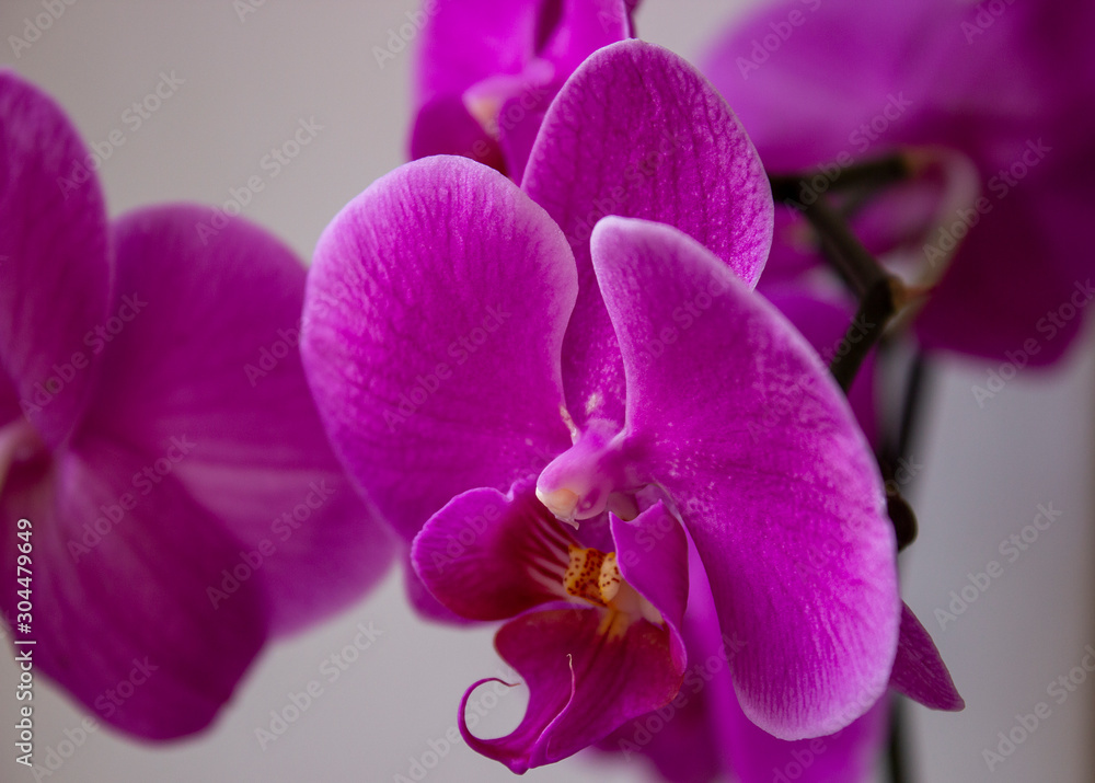 The purple phalaenopsis orchid in macro shot The purple phalaenopsis orchid in macro shot