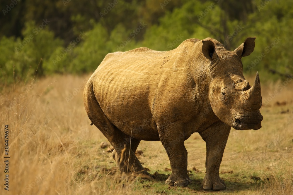 A white rhinoceros, rhino, (Ceratotherium simum) staying in grassland. A white rhinoceros, rhino, (Ceratotherium simum) staying in grassland.