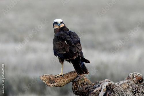 Adult female of Western marsh harrier, Circus aeroginosus photo