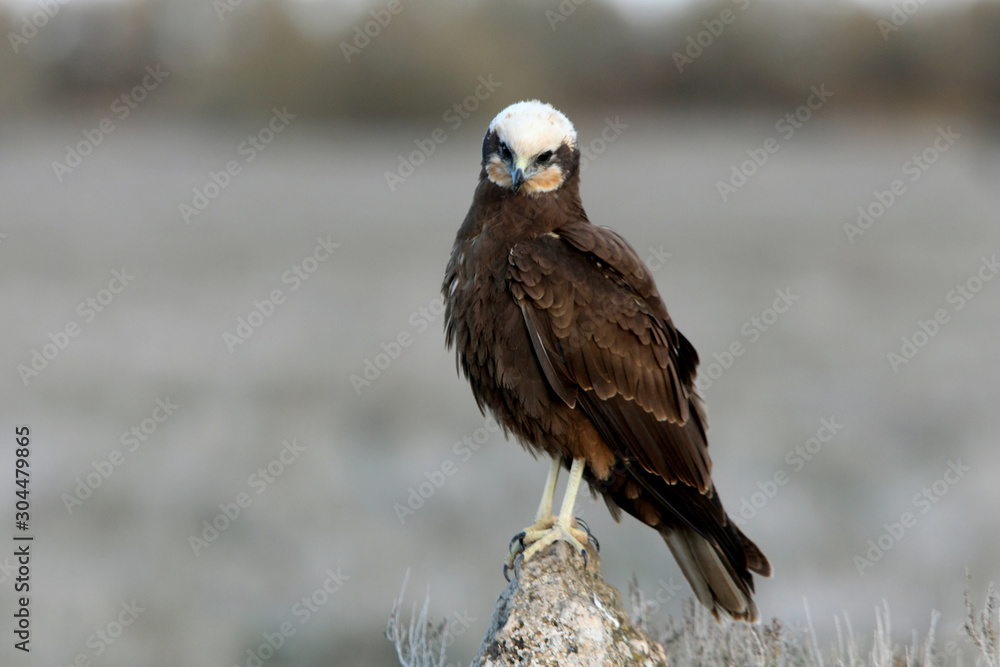 Fototapeta premium Adult female of Western marsh harrier early in the morning, Circus aeroginosus, wetland, birds, ralptors, eagles