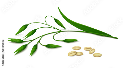 Green spike of oats and a few flakes lying on white background. Realistic vector illustration.