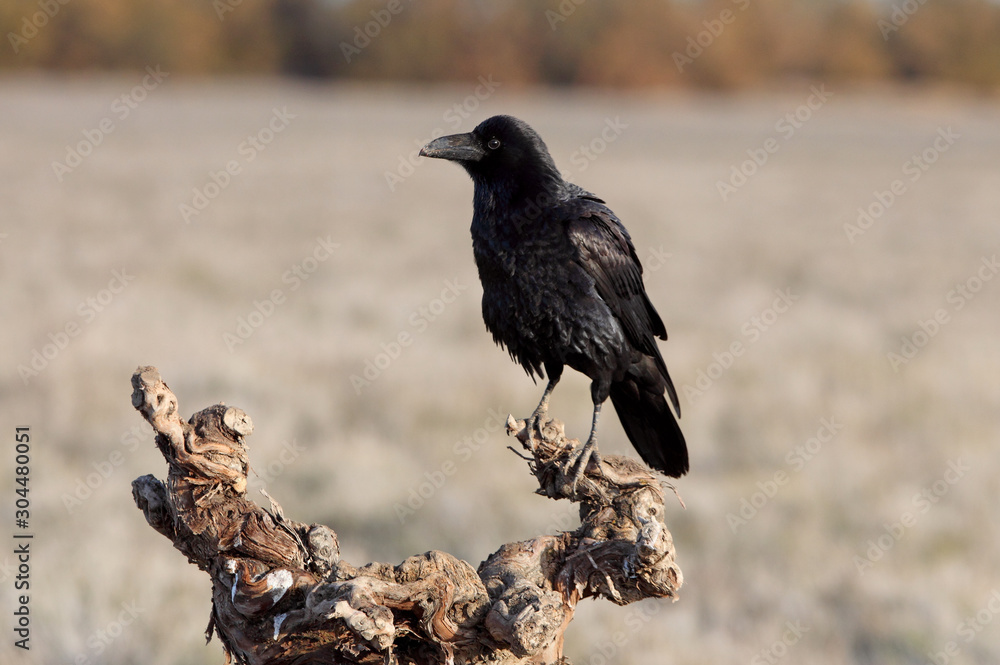 Common raven with the first lights, Corvus corax Common raven with the first lights, Corvus corax