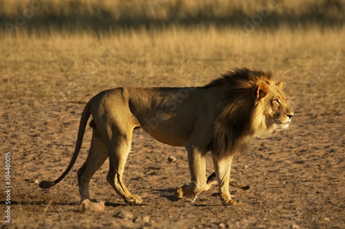 The huge Lion male (Panthera leo) walking in Kalahari desert.