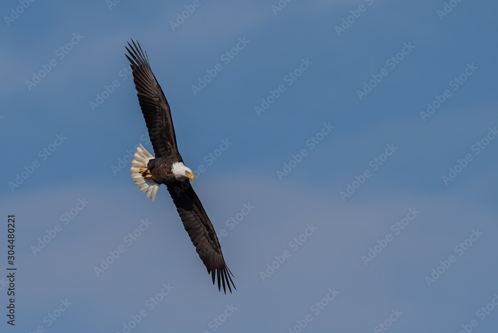 Obraz premium bald eagle in flight