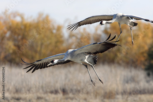 Common crane in a wetland of central Spain, Grus grus, birds © Jesus