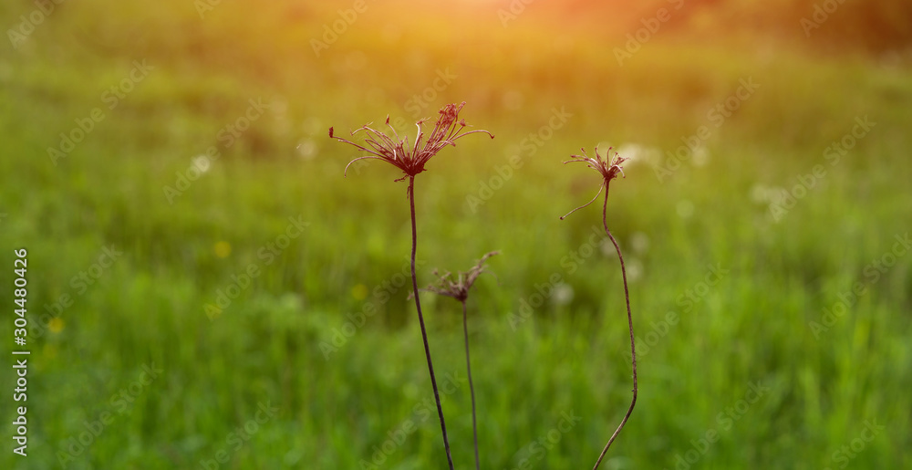 Dry grass on green background and the haze morning sun. Dry grass on green background and the haze morning sun.