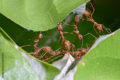 Ants teamwork making their nests in the leafs. . Work ants are making their nest.