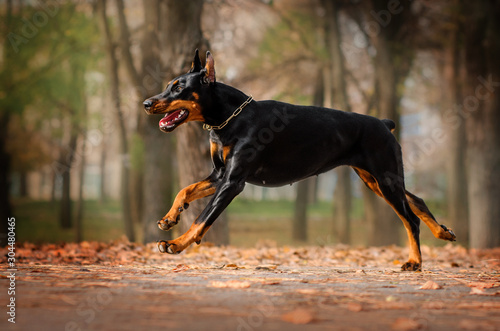 doberman lovely dog ​​magical portrait fun walk in autumn park Fototapeta