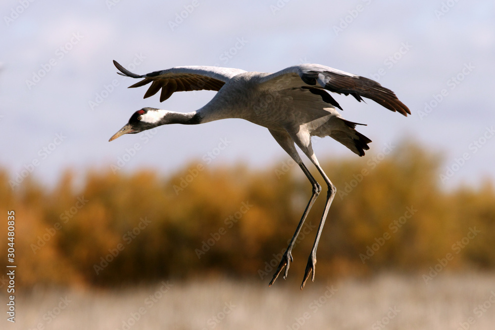 Fototapeta premium Common crane in a wetland of central Spain in the morning