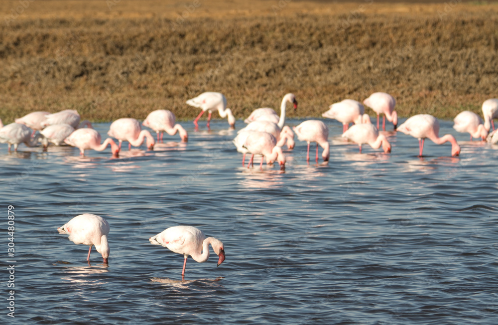 Fototapeta premium Gruppe von Flamingos in Salzlagune bei Swakopmund, Namibia