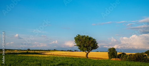 Rural landscape. Wheat field and meadow in summer. Agriculture field with bright sky. Rural nature in the farm land. Wheat yellow golden harvest in summer. Countryside natural background.