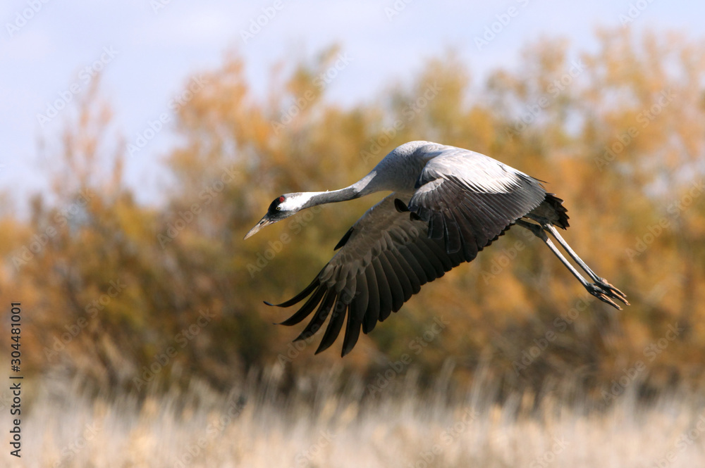 Fototapeta premium Common crane in a wetland in the morning, Grus grus, birds, cranes