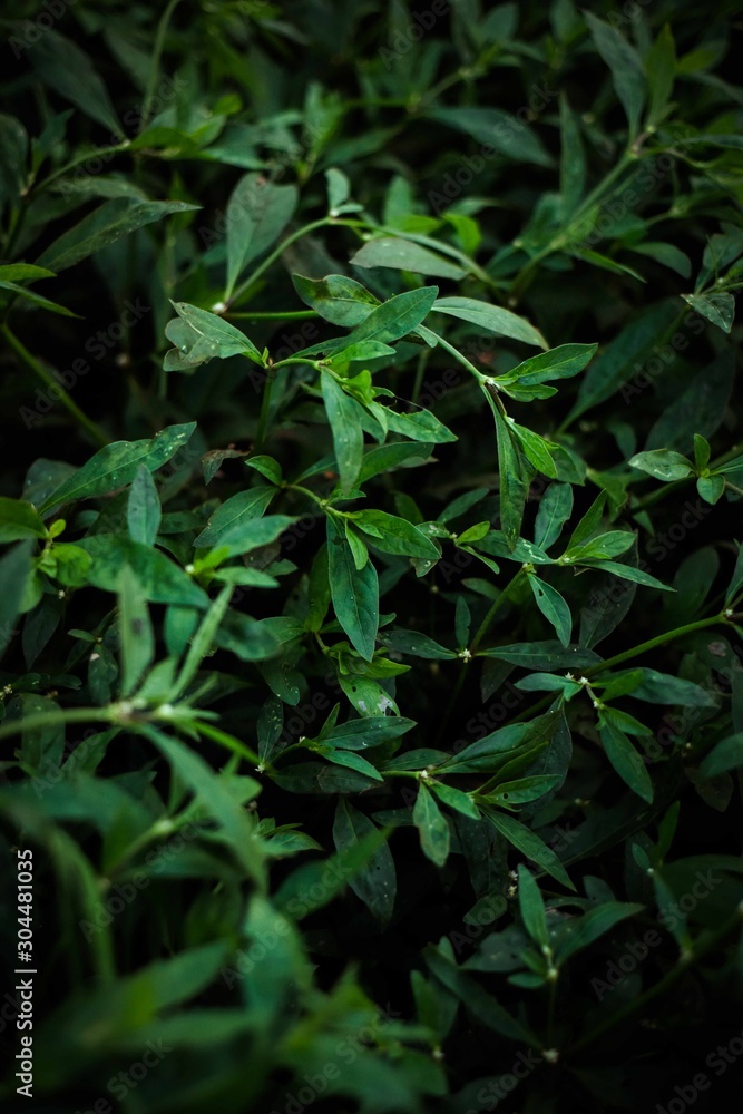 Nature Nature