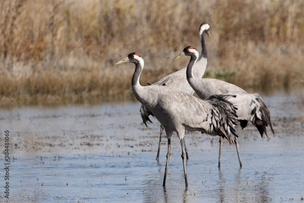 Obraz premium Common crane in a wetland of central Spain, Grus grus, birds