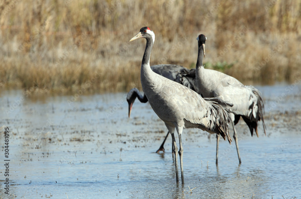 Common crane in a wetland of central Spain in the morning Common crane in a wetland of central Spain in the morning