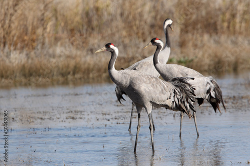 Common crane in a wetland of central Spain, Grus grus, birds