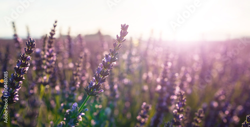 Selective focus on lavender flower in flower garden. Lavender flowers lit by sunlight. Sunset over a violet lavender field in Provence.