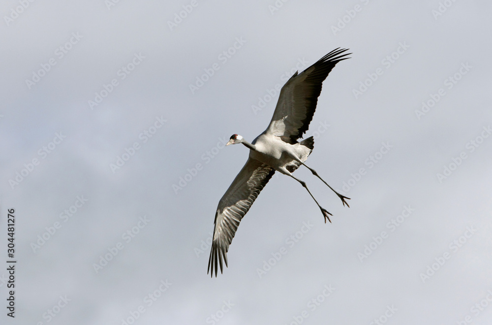 Obraz premium Common crane in a wetland in the morning, Grus grus, birds, cranes