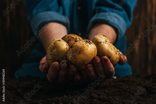 Obraz na płótnie cropped view of farmer holding dirty natural potatoes near ground
