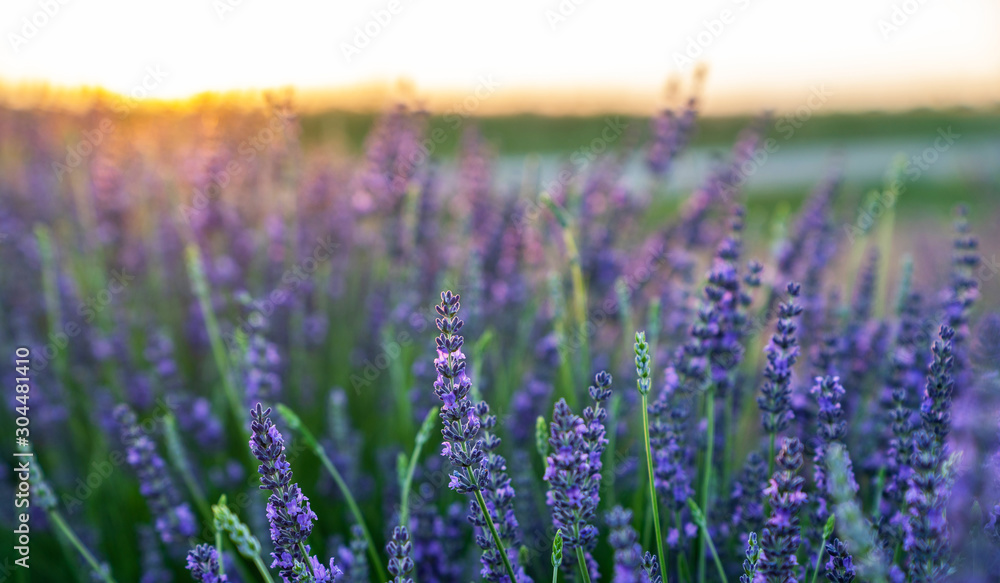 Obraz premium Lavender field in the sunset, background, texture.