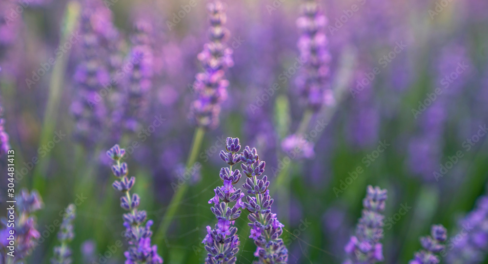 Lavender field in the sunset, background, texture.