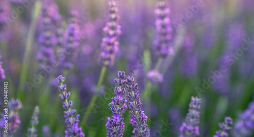 Lavender field in the sunset  background  texture.