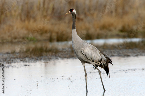 Common crane, Grus grus, birds