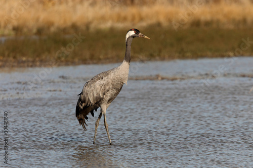 Common crane in a wetland of central Spain, Grus grus, birds