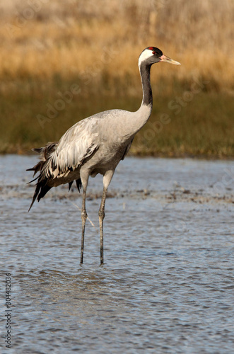 Common crane in a wetland of central Spain in the morning