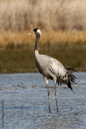 Common crane in a wetland of central Spain in the morning