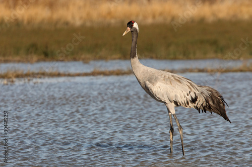 Common crane, Grus grus, birds © Jesus