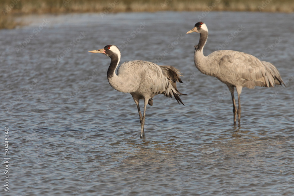 Fototapeta premium Common crane, Grus grus, birds