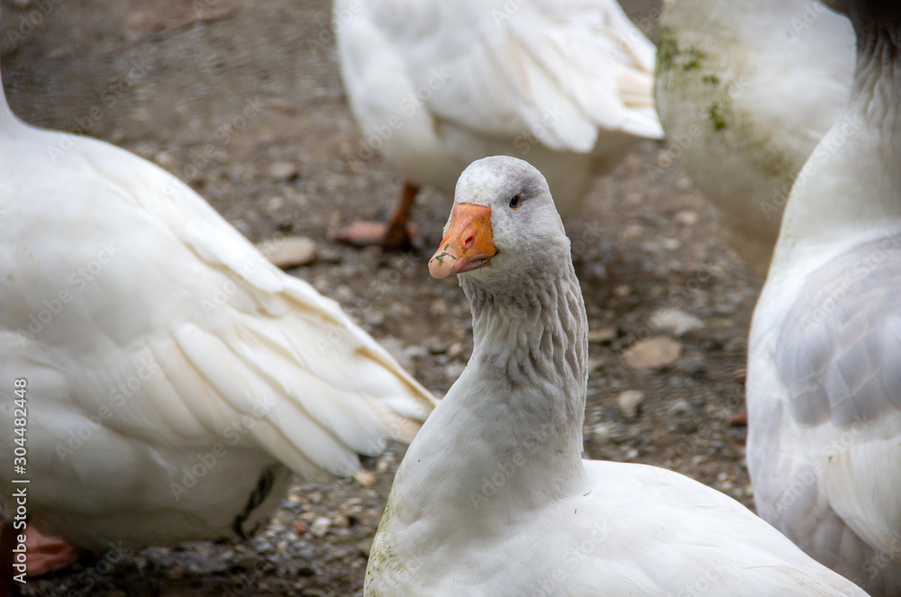 a domestic goose. She is a pet and is kept as a domestic and farm animal a domestic goose. She is a pet and is kept as a domestic and farm animal