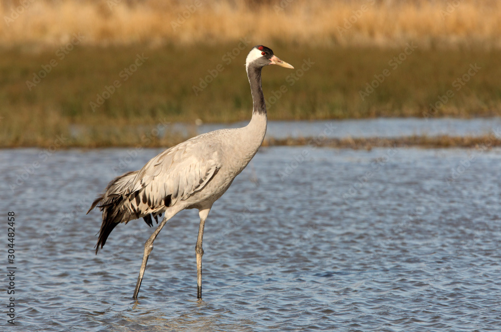 Fototapeta premium Common crane, Grus grus, birds