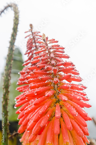 Lily torch, Kniphofia, covered by small drops of water after the rain photo