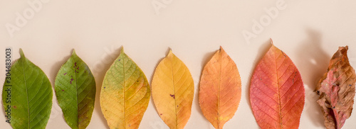 Banner Creative layout of colorful autumn leaves. Flat lay. copy space. concept of all seasons. Spring and summer, winter and autumn © irishasel