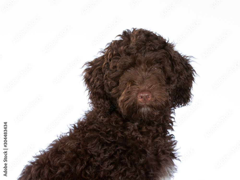 Australian labradoodle puppy portrait. Cute little puppy with white background.. Cut-out copy space. Australian labradoodle puppy portrait. Cute little puppy with white background.. Cut-out copy space.