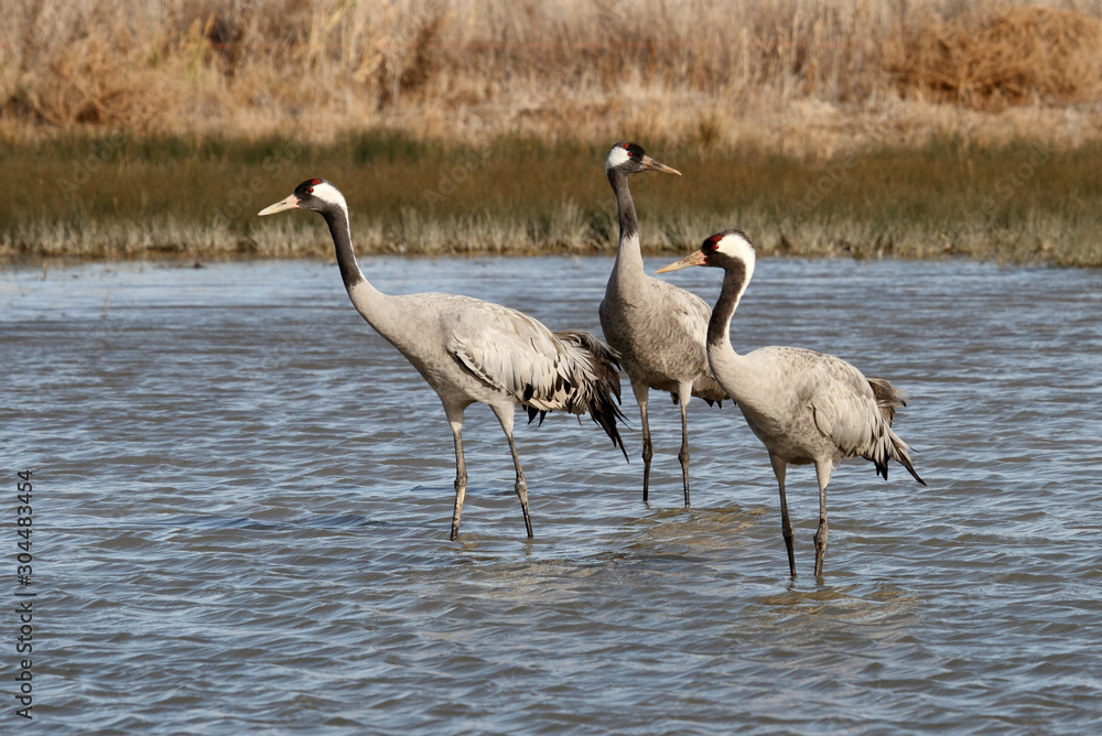 Common crane, Grus grus, birds