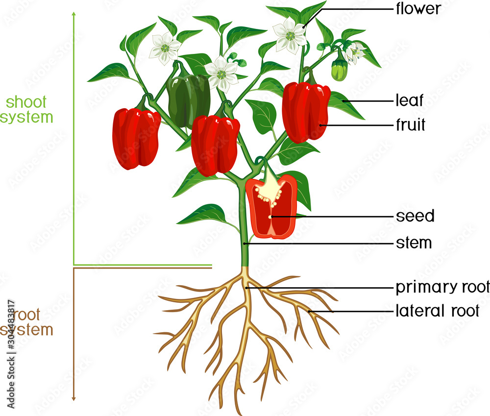 Parts of plant. Morphology of pepper plant with green leaves, red fruits, flowers and root