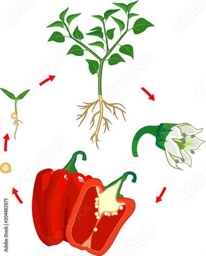 Life cycle of pepper plant. Growth stages from seed to flowering and fruiting plant with ripe red peppers isolated on white background