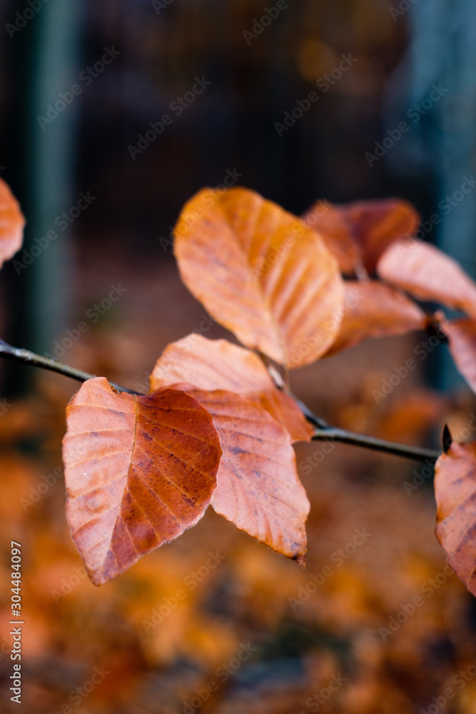 Obraz premium Indian sommer with colorful leaves in autumn.