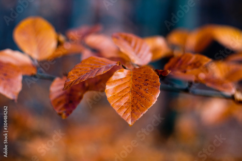 Indian sommer with colorful leaves in autumn.