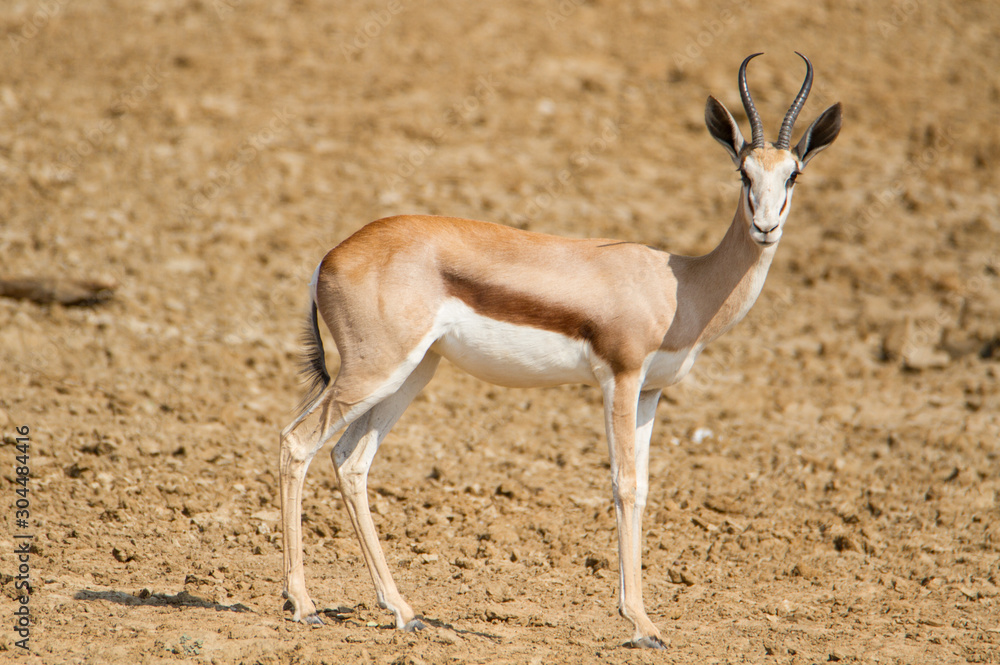 Springbock im trockenen Grasland auf einer Jagdfarm in Namibia, Afrika Springbock im trockenen Grasland auf einer Jagdfarm in Namibia, Afrika
